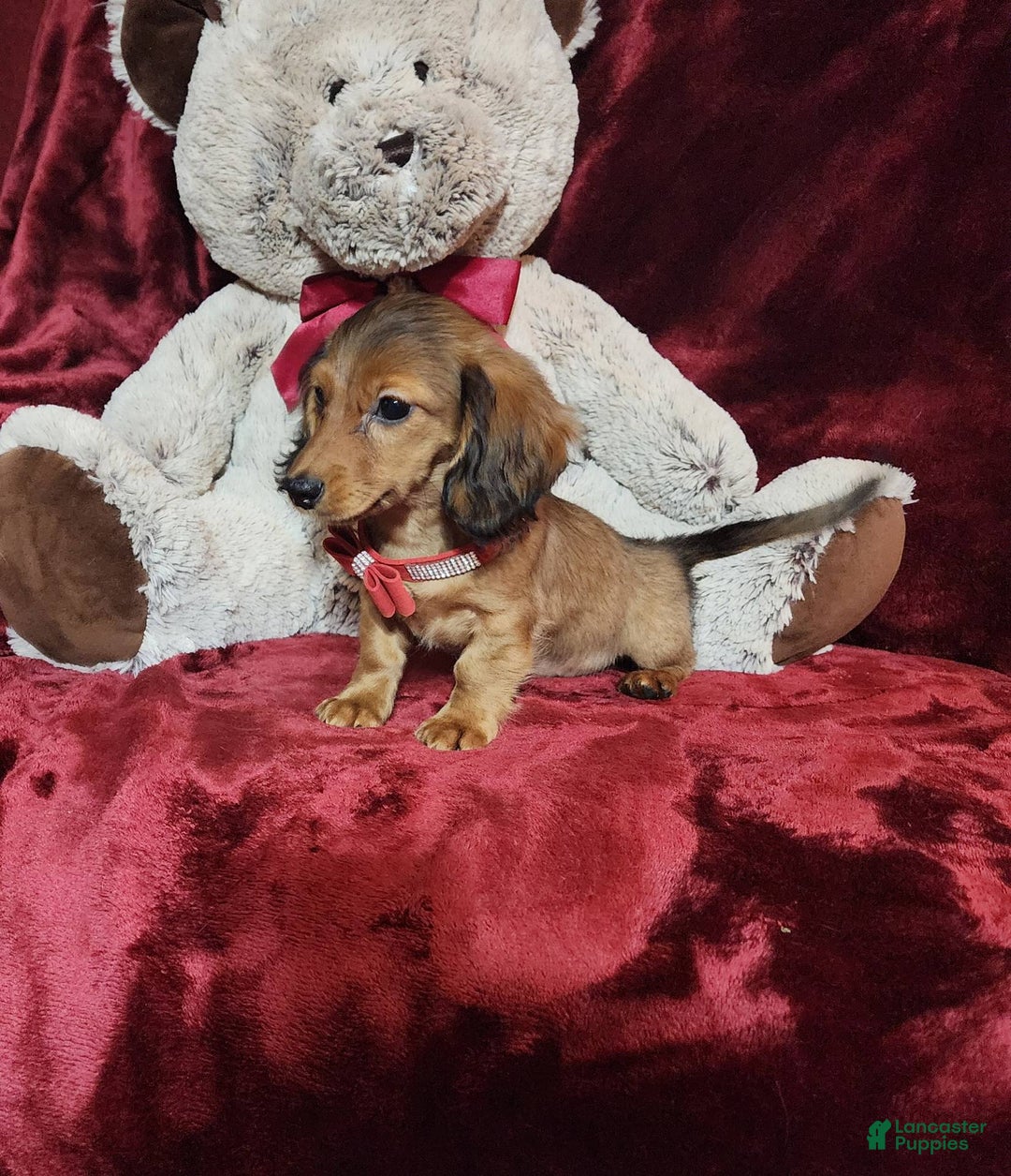 Miniature Dachshund dogs for sale: JOSIE - Image 3