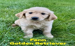 Golden Retriever dogs for sale: Fenn - Image 3