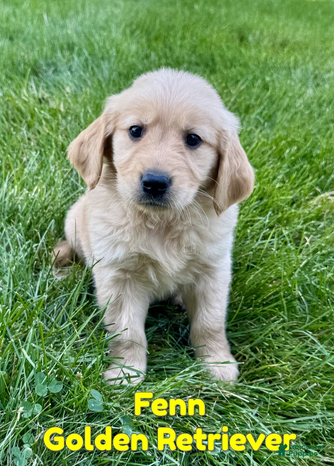 Golden Retriever dogs for sale: Fenn - Image 3