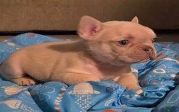 French Bulldog dogs for sale: Daisy - Image 19