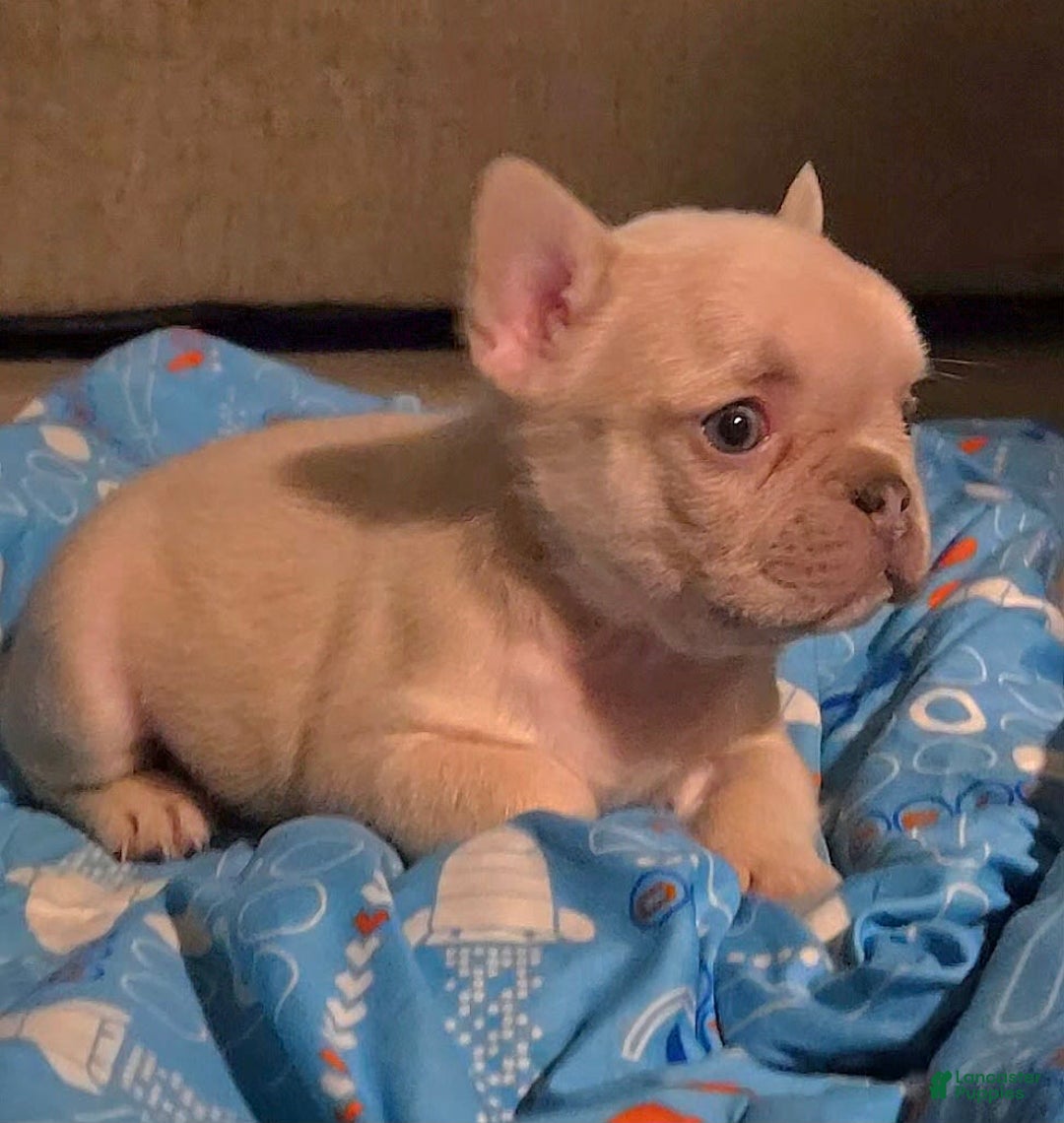 French Bulldog dogs for sale: Daisy - Image 19