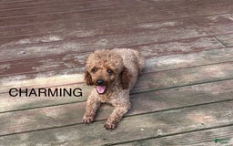Miniature Poodle dogs for sale: Charming - Image 3