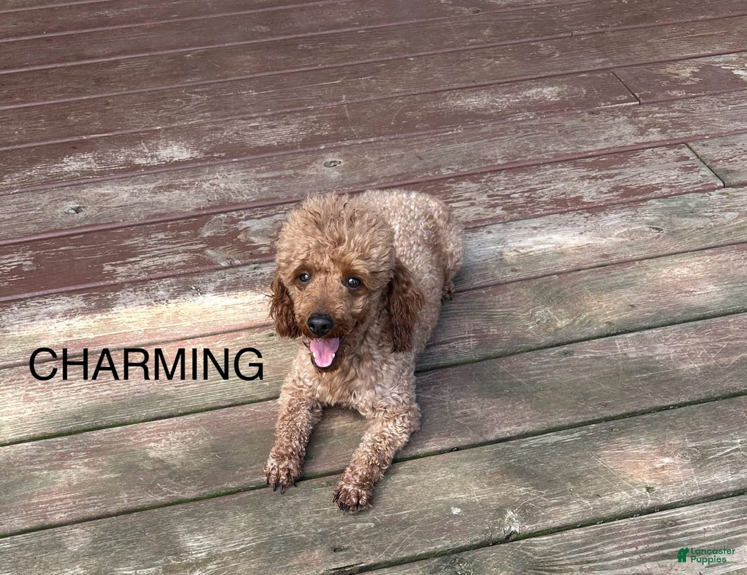 Miniature Poodle dogs for sale: Charming - Image 3