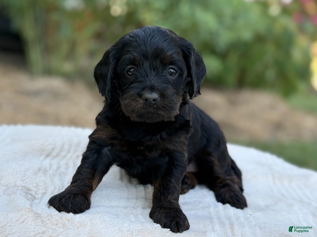 Cavapoo dogs for sale: Luna - Image 21