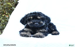 Cockapoo dogs for sale: Job - Image 2
