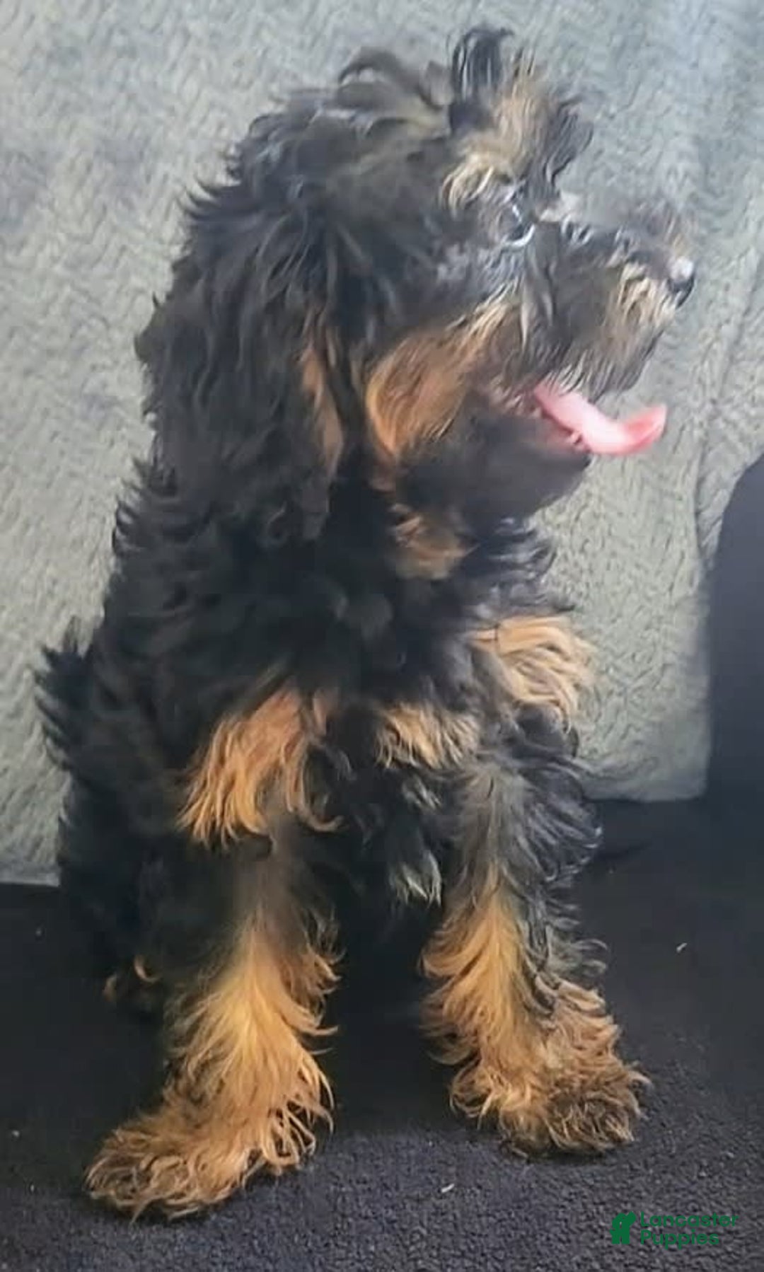 Yorkiepoo dogs for sale: Brownie - Image 6