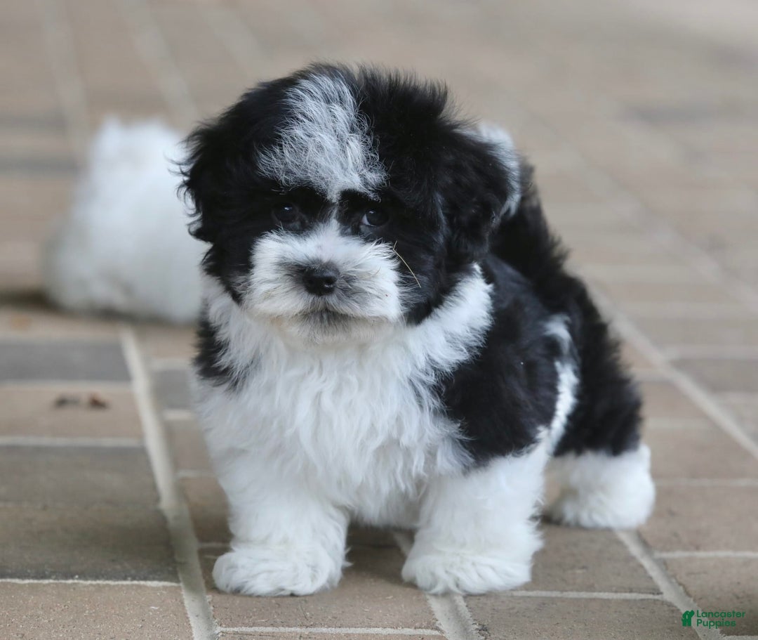 Havanese dogs for sale: Jack - Image 3
