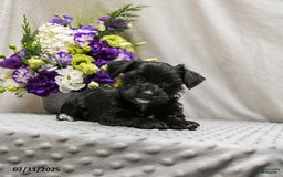 Jack Russell Terrier dogs for sale: Roxy - Image 2