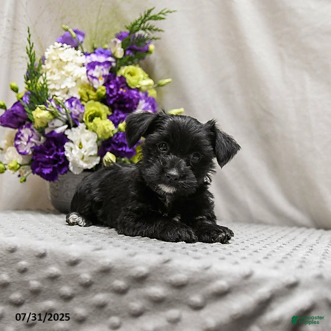 Jack Russell Terrier dogs for sale: Roxy - Image 2