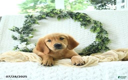 Golden Retriever dogs for sale: Aleigha - Image 13