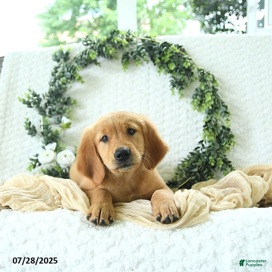 Golden Retriever dogs for sale: Aleigha - Image 13