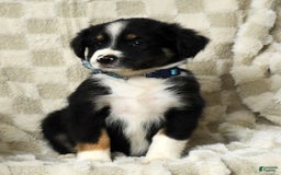 Miniature Australian Shepherd dogs for sale: Wyatt - Image 4