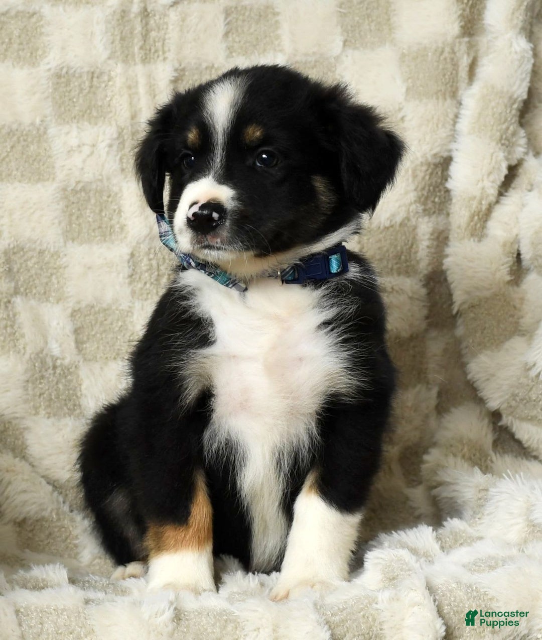 Miniature Australian Shepherd dogs for sale: Wyatt - Image 4