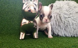 French Bulldog dogs for sale: Mouse - Image 1