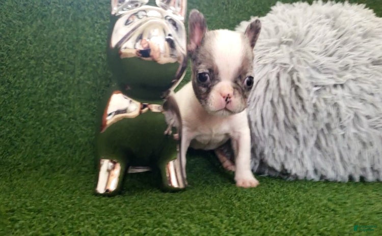 French Bulldog dogs for sale - Ad 2