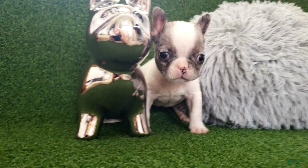 French Bulldog dogs for sale: Mouse - Image 1