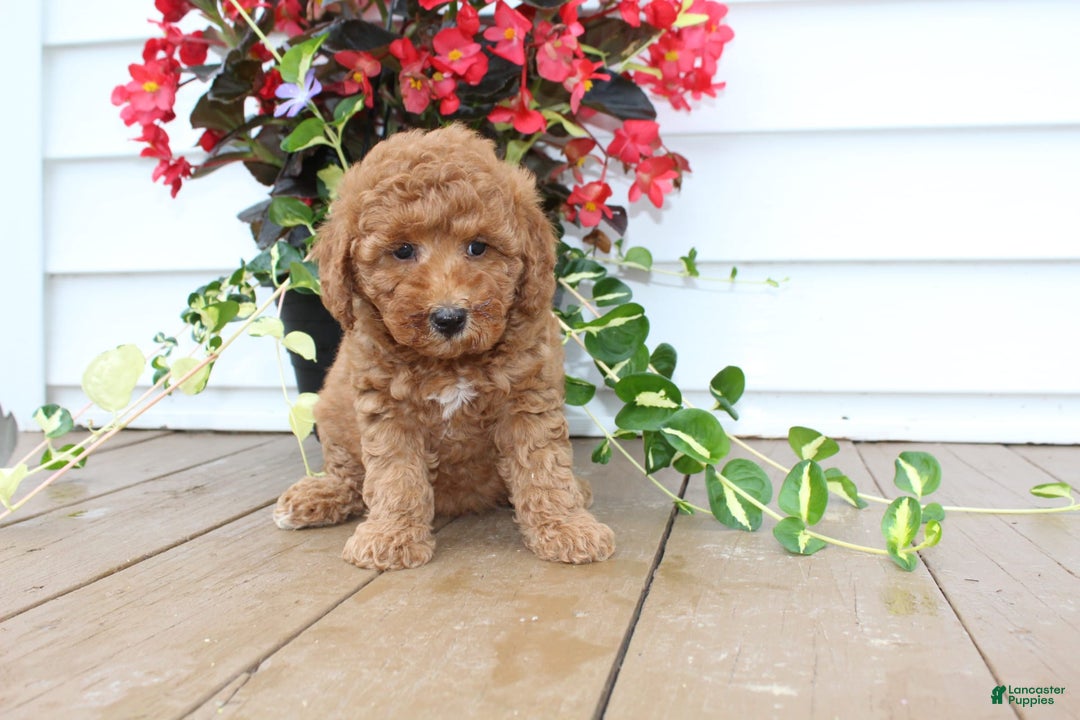 Mini Goldendoodle dogs for sale: Karly - Image 5