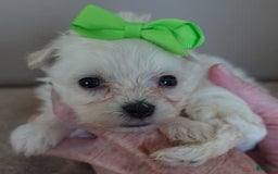 Maltipoo dogs for sale: Beans - Image 5