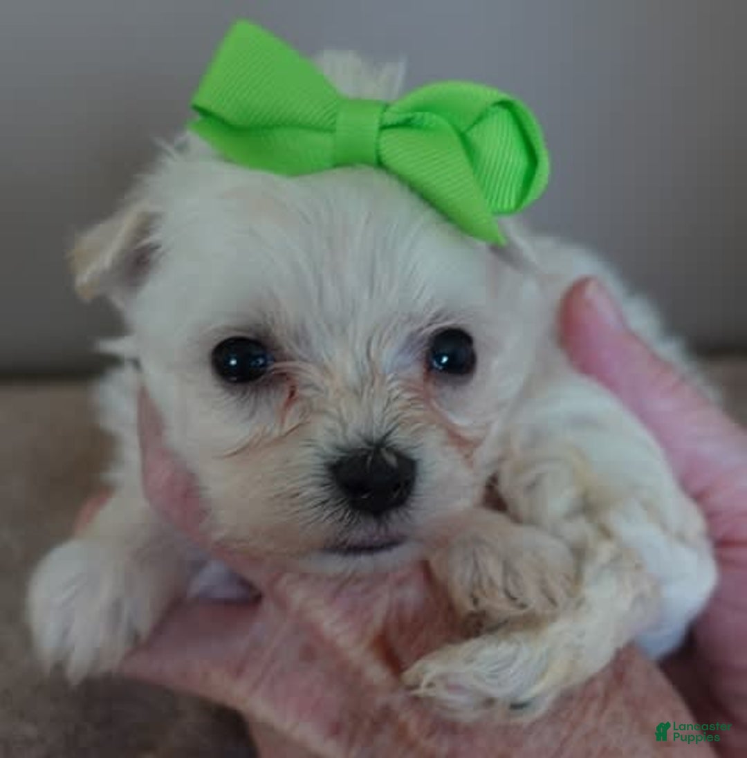 Maltipoo dogs for sale: Beans - Image 5