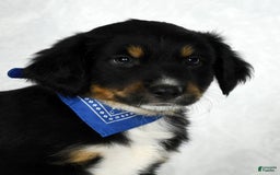 Miniature Australian Shepherd dogs for sale: Baxter - Image 3