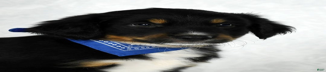 Baxter