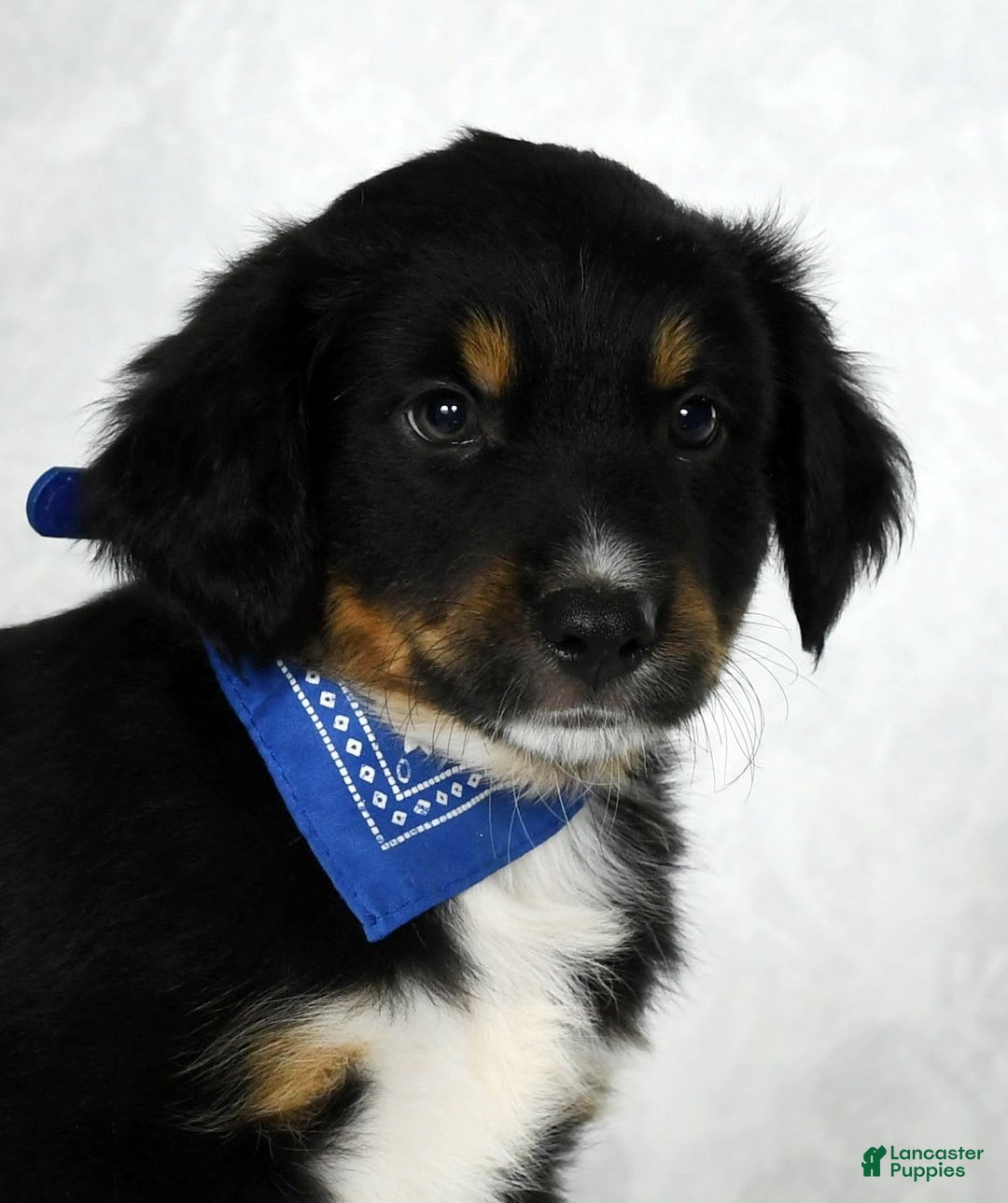Miniature Australian Shepherd dogs for sale: Baxter - Image 3
