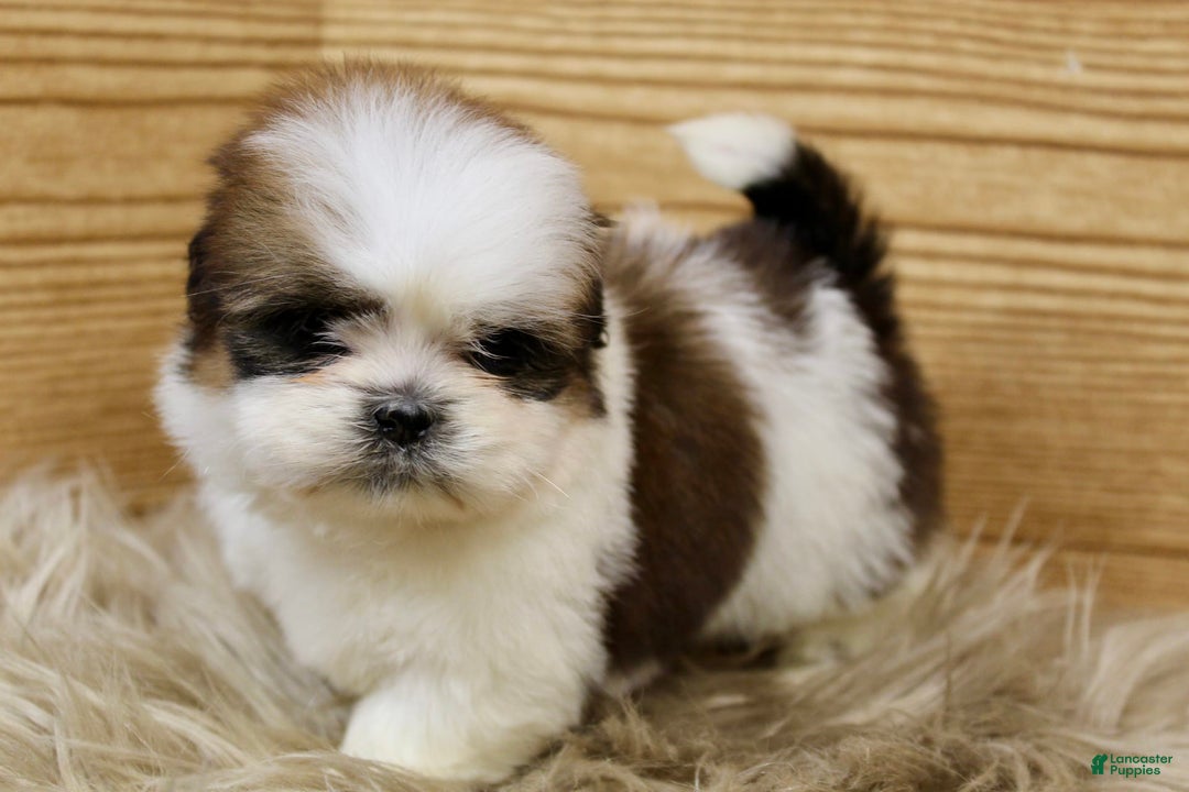 Shih Tzu dogs for sale: Peaches - Image 2