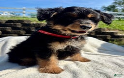 Australian Shepherd dogs for sale: Snickers Mini - Image 2