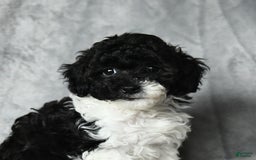 Toy Poodle dogs for sale: Coconut - Image 3