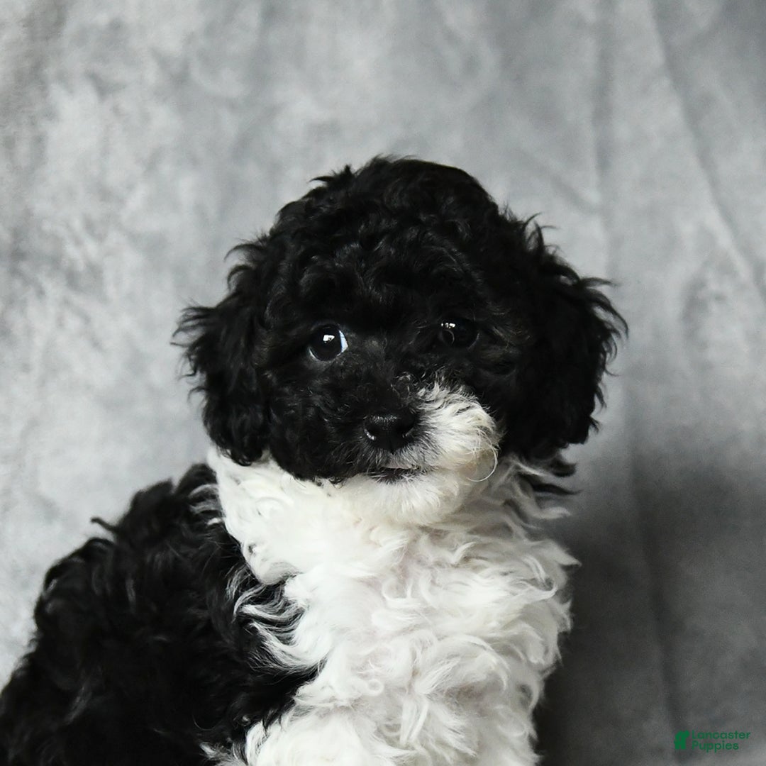 Toy Poodle dogs for sale: Coconut - Image 3