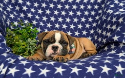 Olde English Bulldogge dogs for sale: Harley - Image 11
