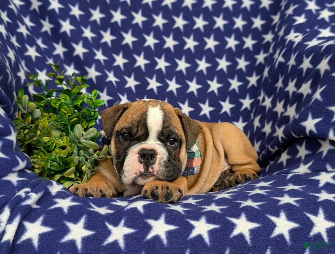 Olde English Bulldogge dogs for sale: Harley - Image 11