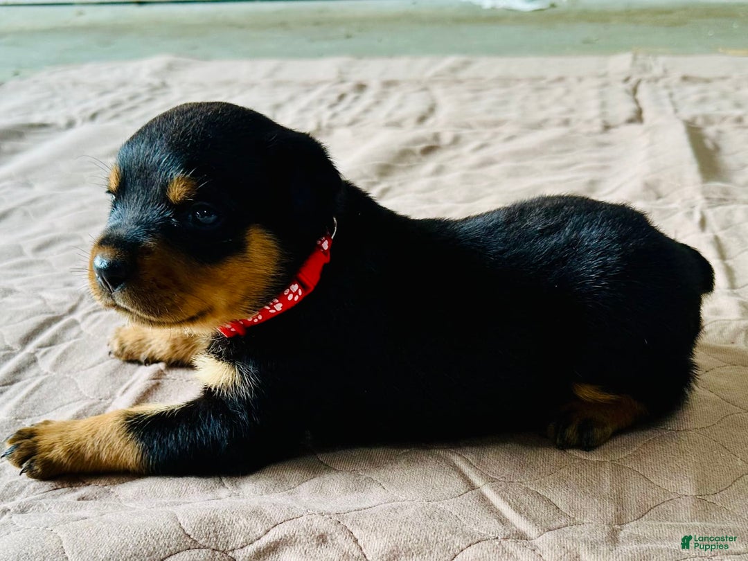 Rottweiler dogs for sale: Red Collar - Image 5