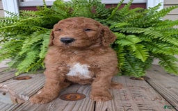 Goldendoodle dogs for sale: Teddy - Image 19