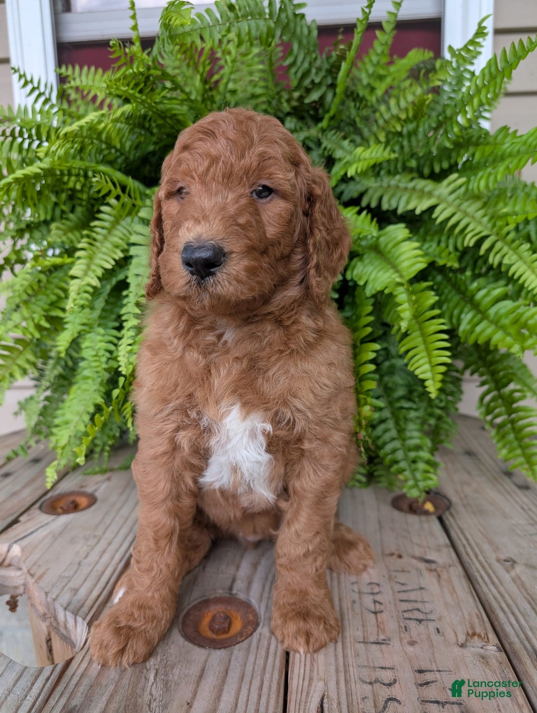 Goldendoodle dogs for sale: Teddy - Image 19