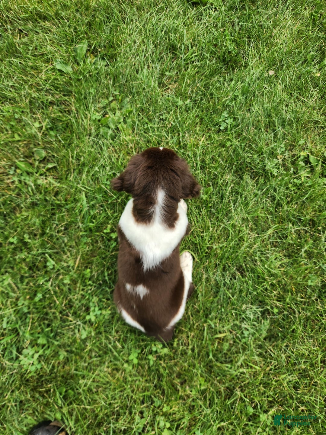 English Springer Spaniel dogs for sale: Banelli - Image 7