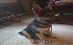 German Shepherd dogs for sale: Heidi - Listing for pets: Heidi - Image 1