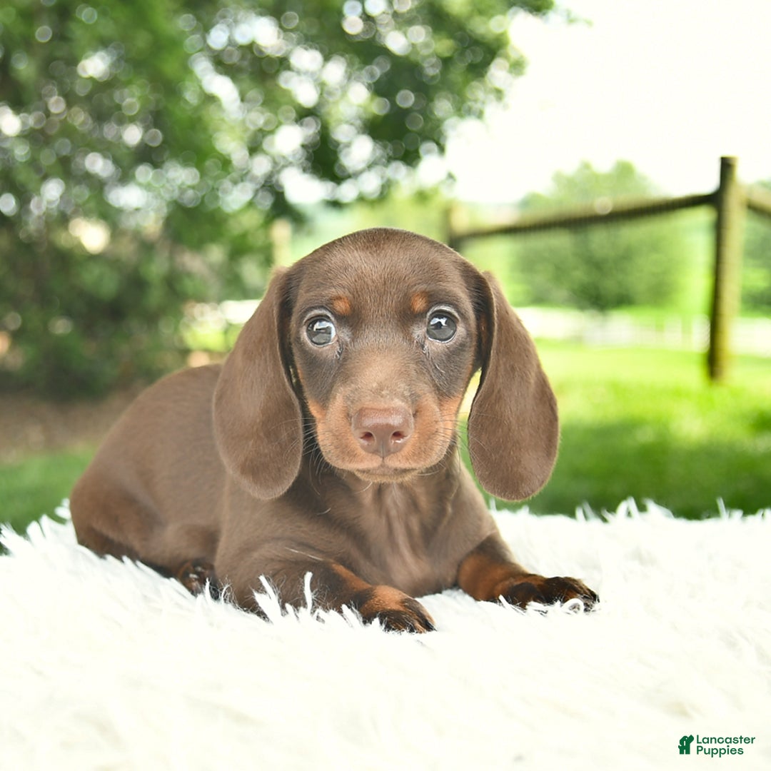 Miniature Dachshund dogs for sale: Heather - Image 1