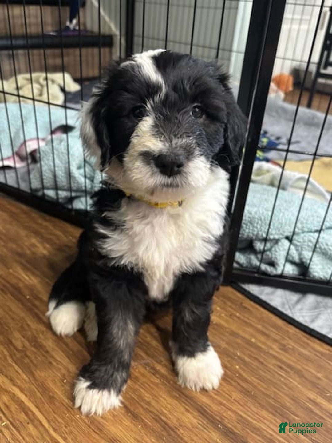 Old English Sheepdog dogs for sale: Yellow Girl - Image 4