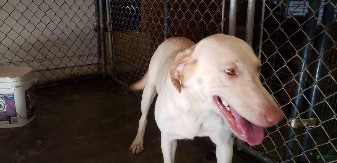 Labrador Retriever dogs for sale: Hank - Image 4
