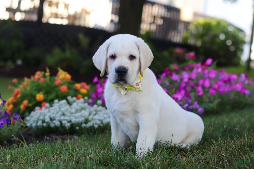 Labrador Retriever dogs for sale: Stormy - Image 1