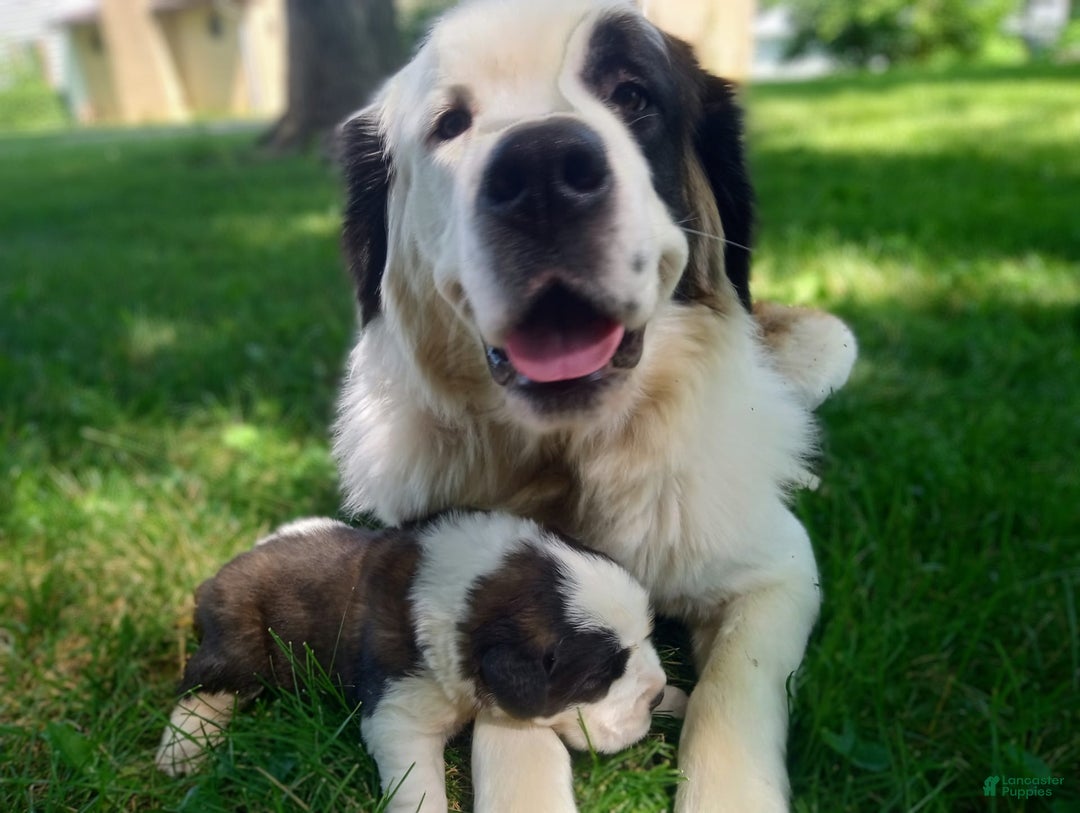 Saint Bernard dogs for sale: Bizarre - Image 4