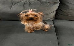 Yorkshire Terrier dogs for sale: Lola - Image 2