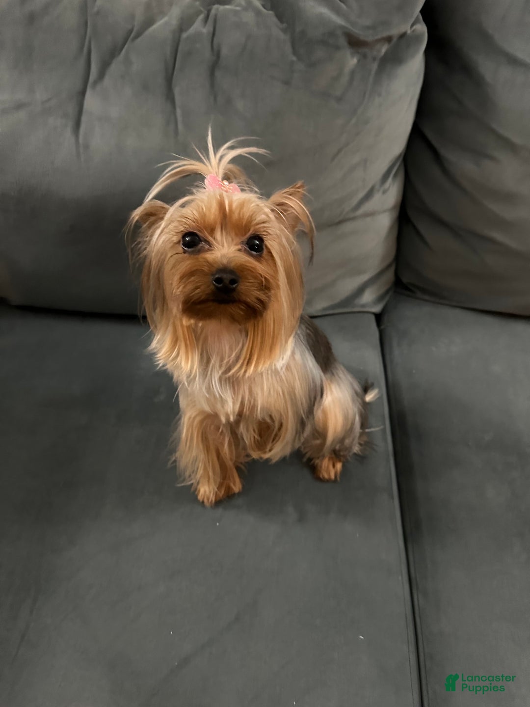 Yorkshire Terrier dogs for sale: Lola - Image 2