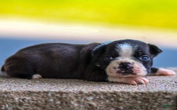 Boston Terrier dogs for sale: Dan - Image 1