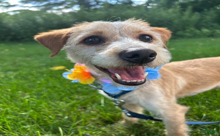 Jackapoo dogs for sale - Ad 2