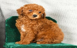 Miniature Poodle dogs for sale: Dusty - Image 5