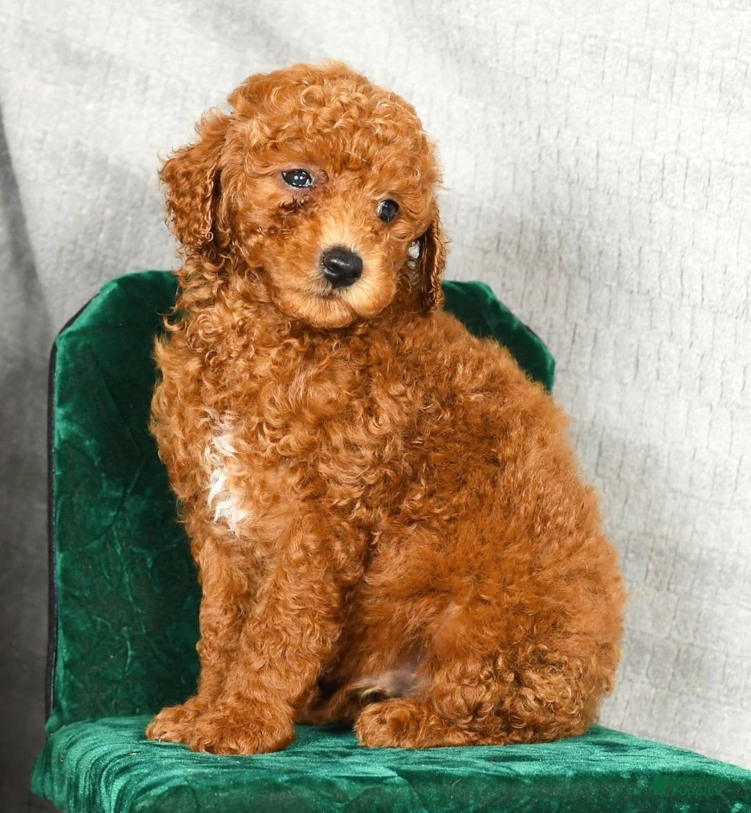Miniature Poodle dogs for sale: Dusty - Image 5
