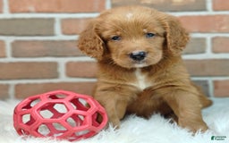 Goldendoodle dogs for sale: River - Image 1