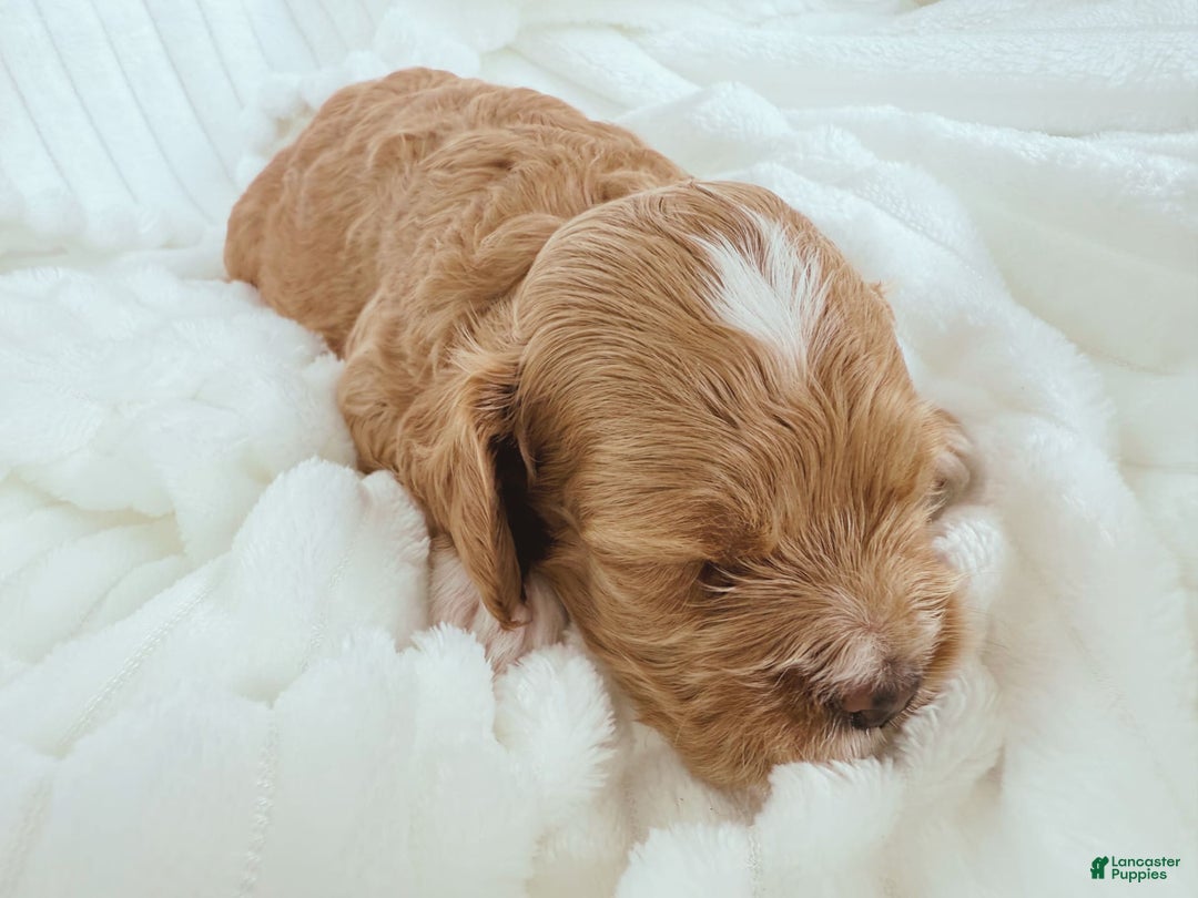 Cockapoo dogs for sale: Otis - Image 8